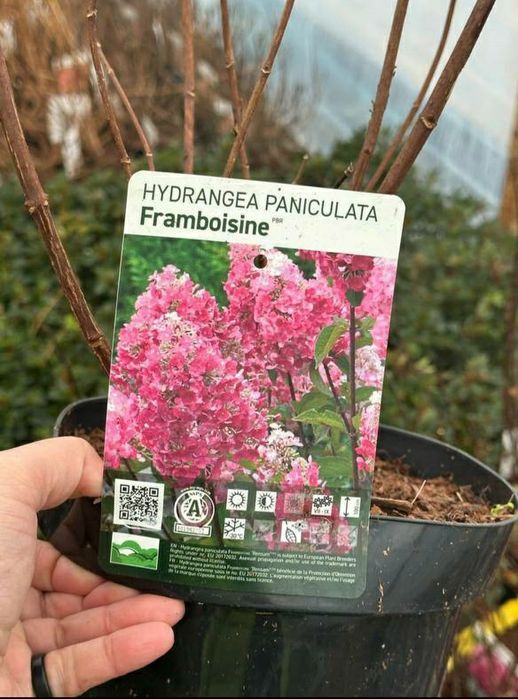 Метельчатая гартензия самарская лидия