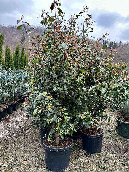 Plante palmieri maslin