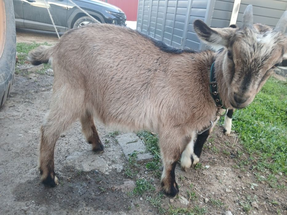 Продам  Альпийских козлят.
