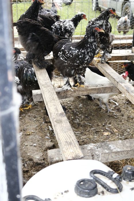 Vând păsări rasă pură Brahma Bobat