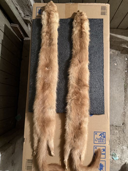 Продавам препарирана невестулка