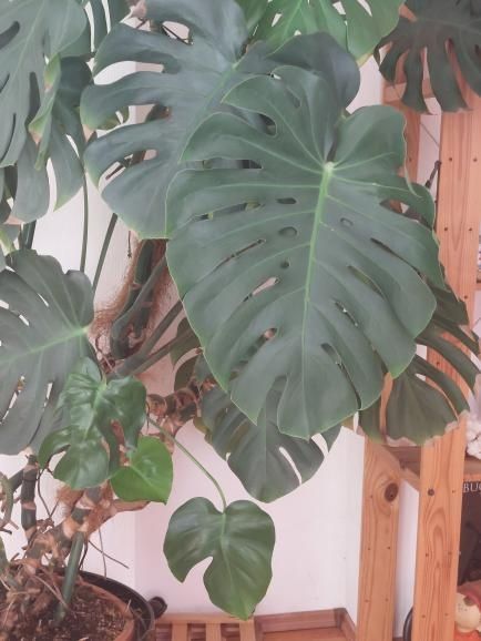 Monstera deliciosa matură – 2 metri înălțime