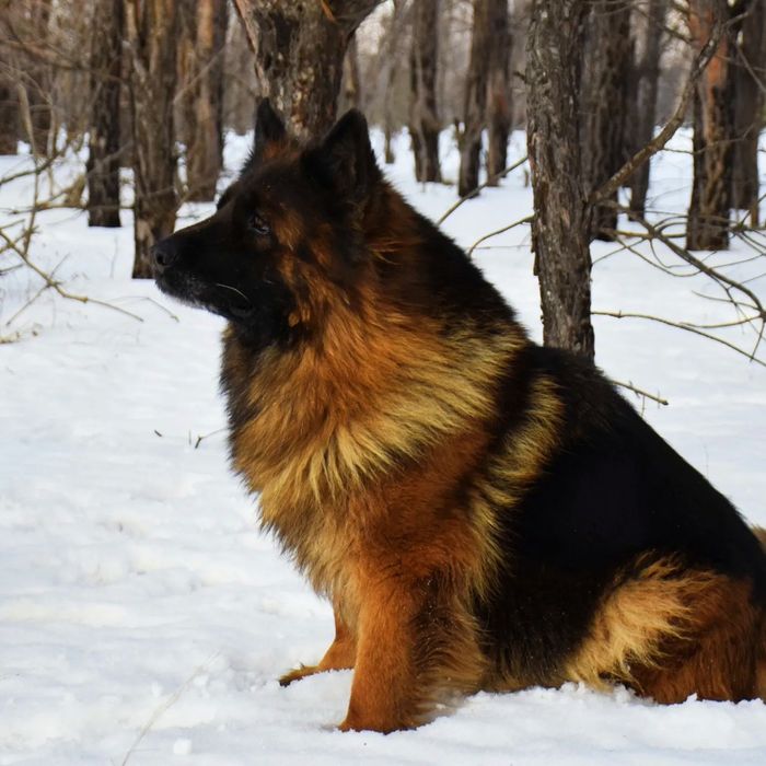 Питомник. Щенки Немецкая овчарка. Продам.