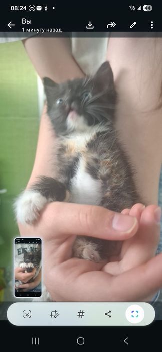 Котёнок маленький