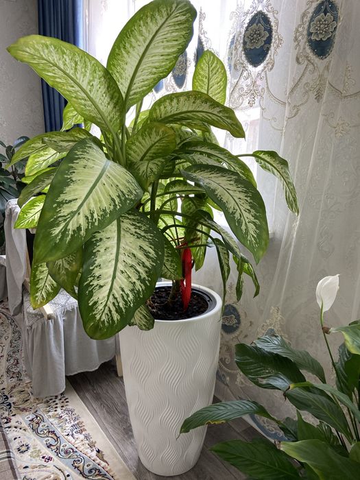 Комнатные и офисные цветы