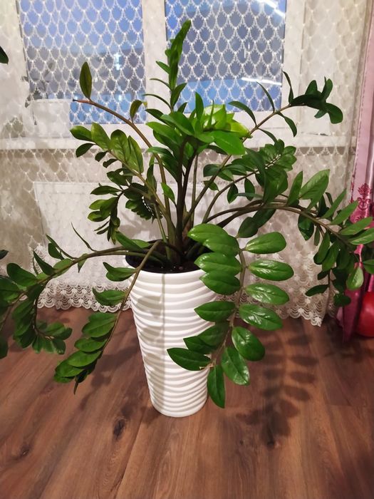 Долларовое дерево