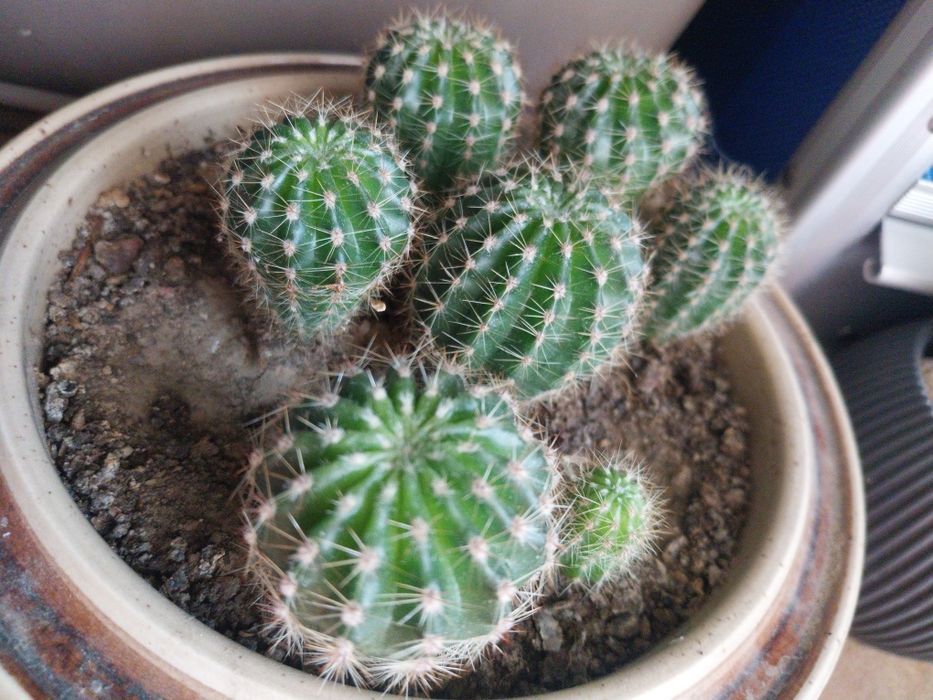 Кактуси, живи растения