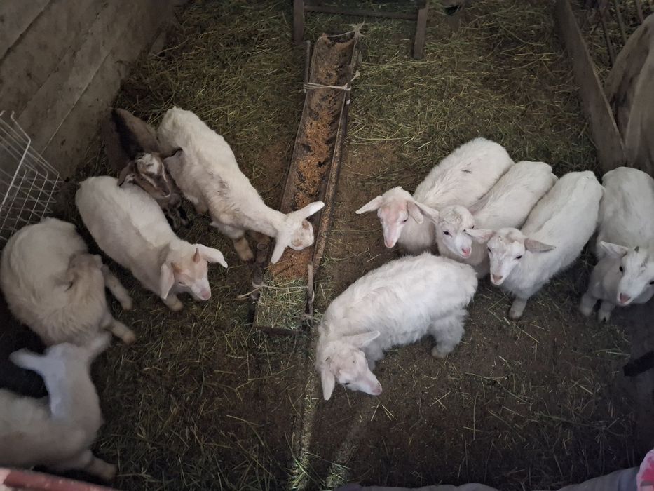 Продам Заинских козленков