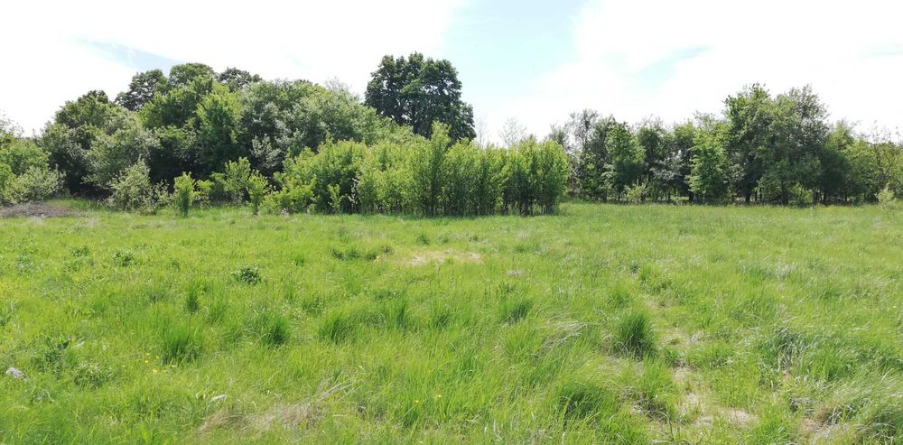 Vand teren intravilan 11.500 mp + cladire de renovat\demolat in Varadia de Mures, jud. Arad