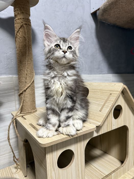 котята Мейн-куны из питомника