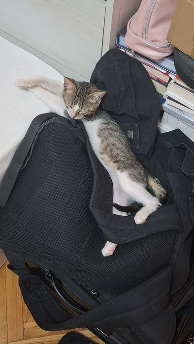 Безплатно мъжко коте на 3 месеца