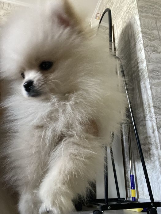 маленький щенок, шпиц