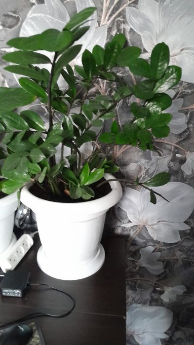 Продаются комнатные цветы