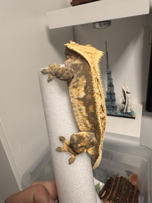 Crested Gecko Subadult male