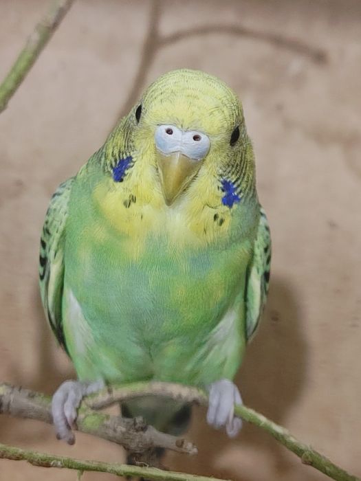 Продам попугай 2 зеленых