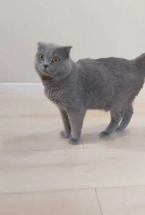 Скоттиш фолд кот вислоухий