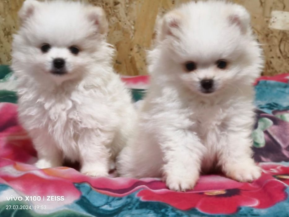 Померанский шпиц