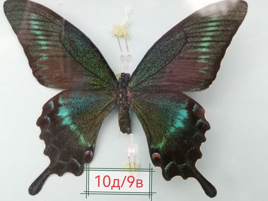 Истински пеперуди, естествени