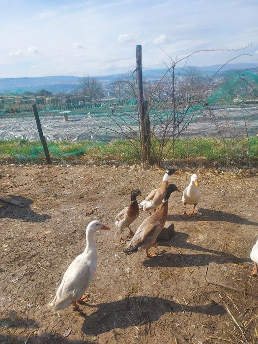 Ratoi indiana alergatoare