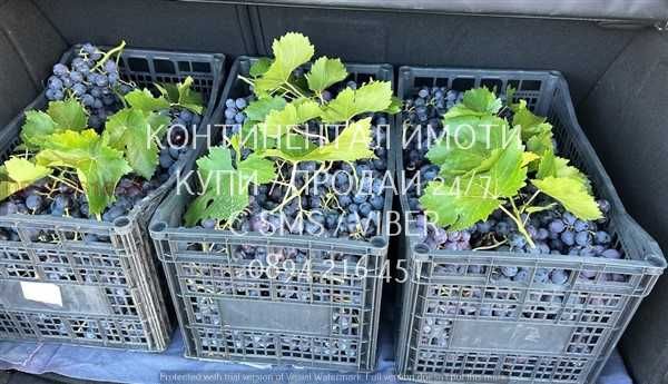 Продава се Земеделски имот в с. Брестовица, Област Пловдив -  кв.м за 2933 €/дка - Снимка #3