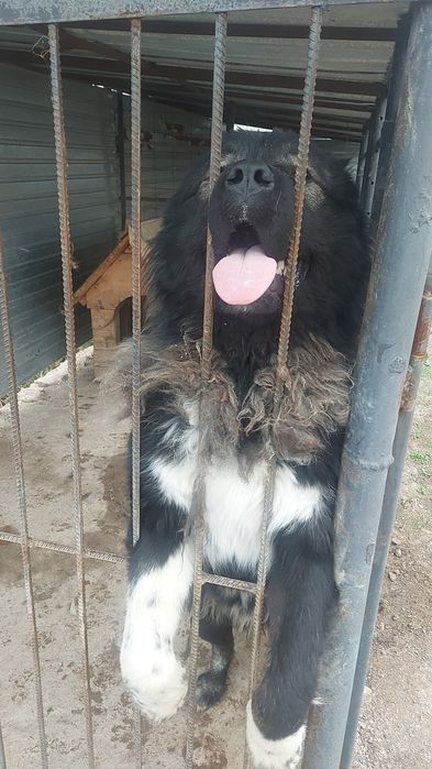 Кавказская овчарка вязка