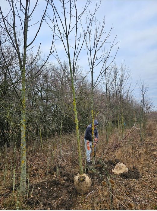 Frasin comun, frasin ornamental, fraxinus  excelsior, frasin