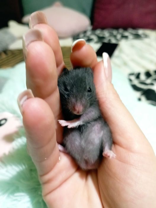 Сирийские хомяки