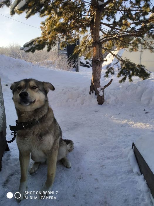 Дарю щенят от  дстойного кабеля