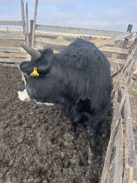 Проодам 8 быков