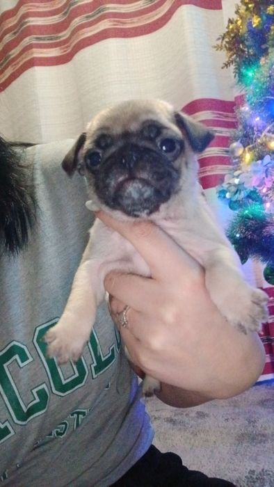 Продаются щенки мопса