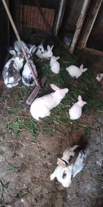 Vând iepuri diferite mărimi