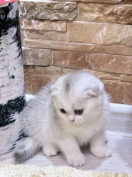 Шотланский Скоттиш Фолд! Шиншилла Серебро!