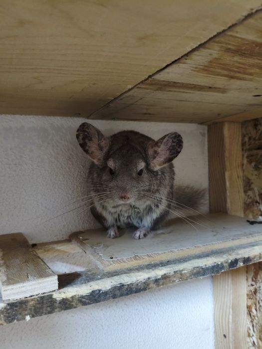 Продаются шиншиллы