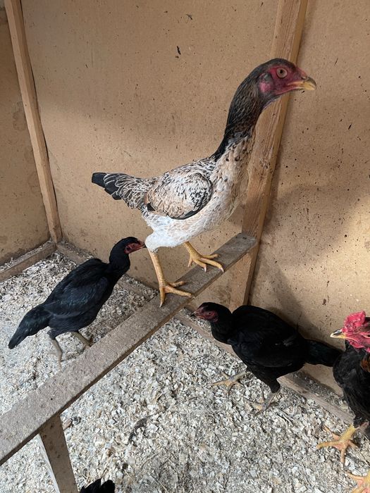 Дакан жожа товула