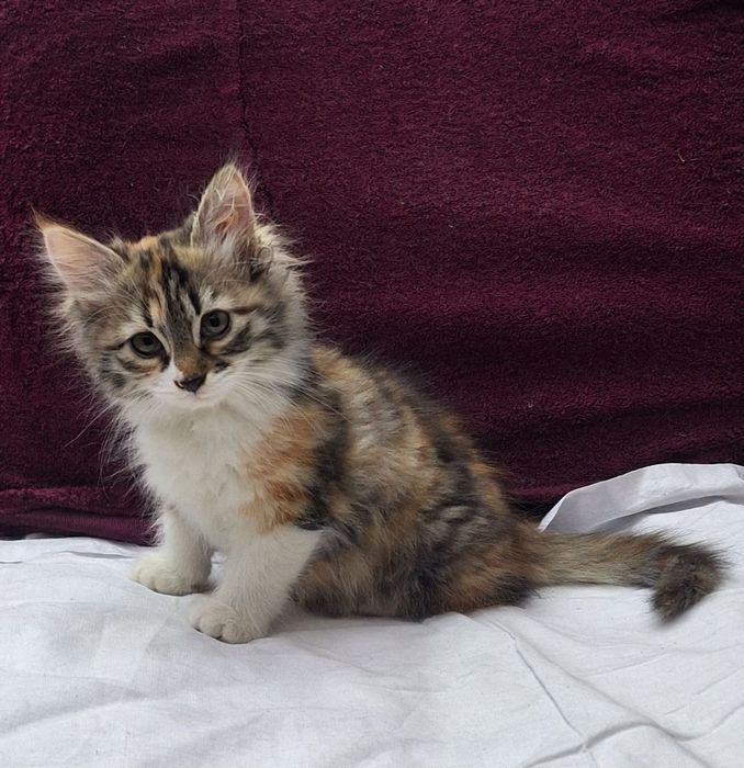 Котята,котята,котята