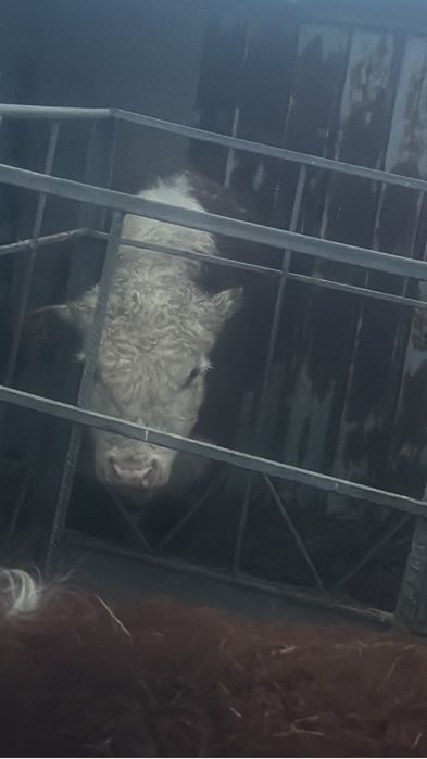 Продам бычки 5 голов