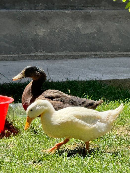 oʻrdaklar sotiladi narhi 60 000 soʻm. Kattalari ham kichiklari ham bor