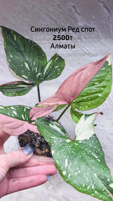 Комнатные растения