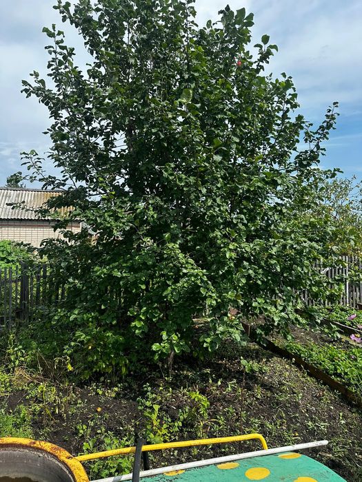 Продам дачу общество Лада