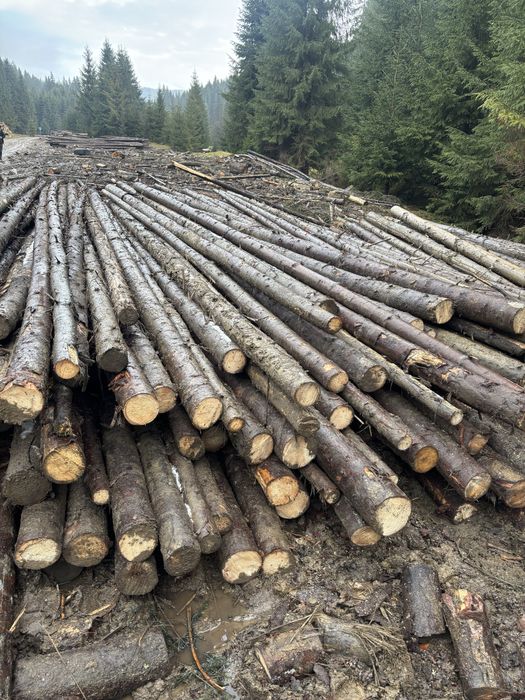 Bile capriori rotunzi pentru constructii