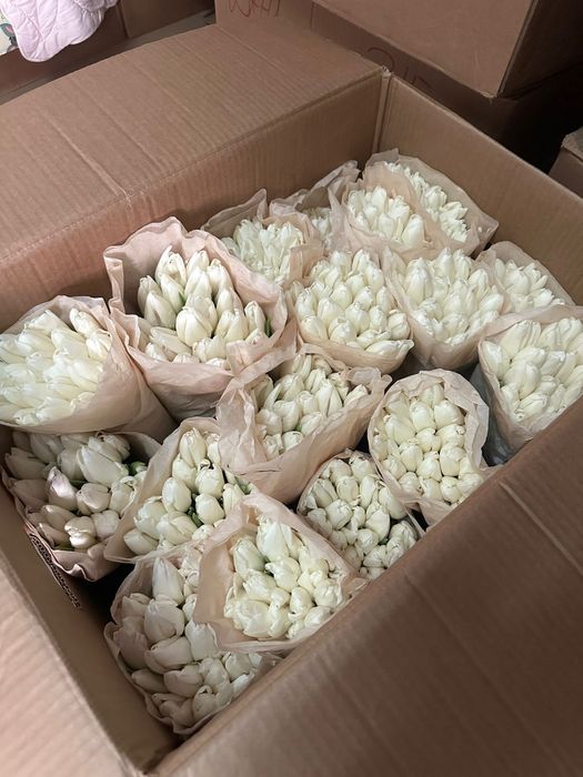 Тюльпаны оптом большие