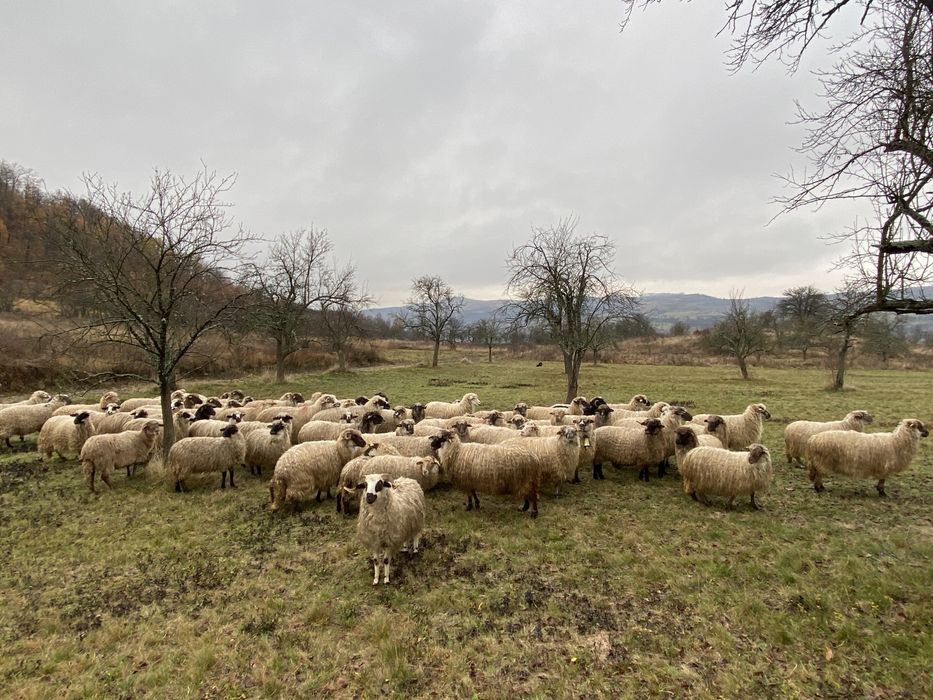 Oi Turcana de vanzare