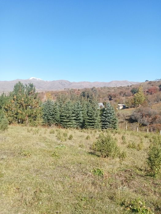 Ёлки голубые сизые