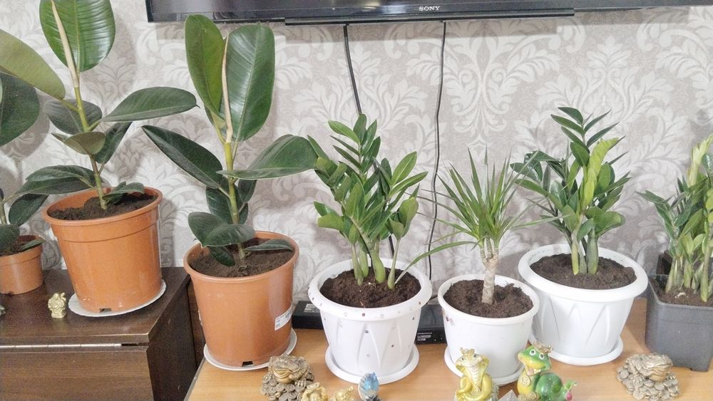 Продаю цветы комнатные красивые