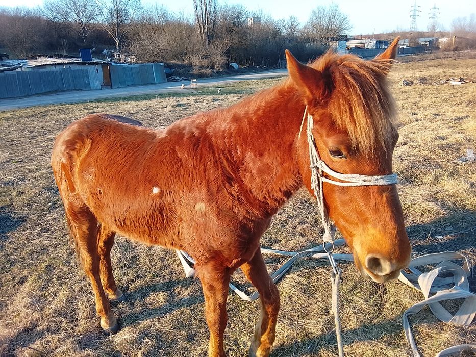 Vând cal  bun la