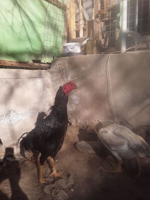 Vork tovuq xo'rozlar jo'jalar