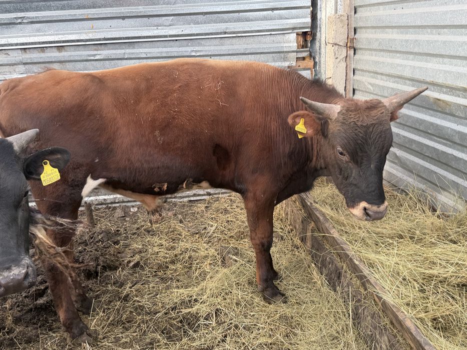В продаже быки 1,3-1,4 года