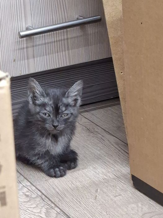 Котенок мальчик 1,5 месяца