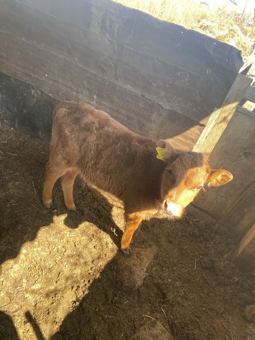 Теленок и бык продаже