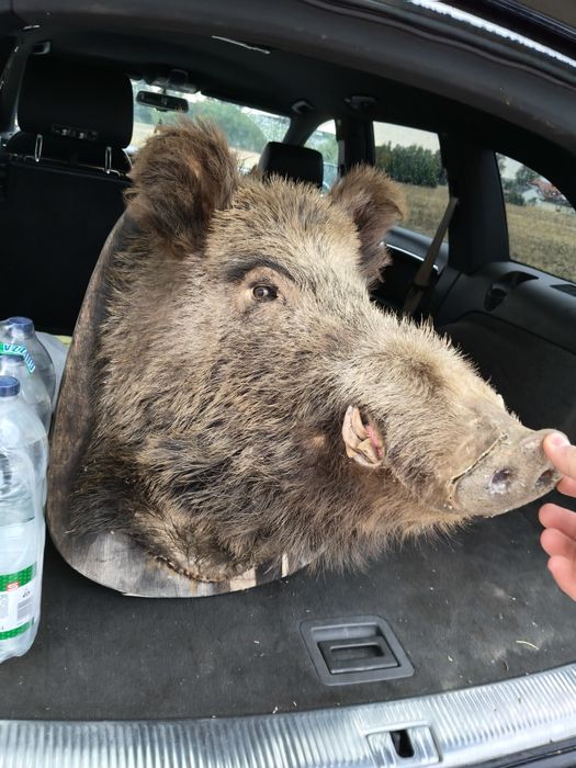 Trofeu porc mistreț